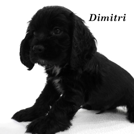 puppy, for, sale, Cockilier, Joe & Cherri  Overlease, dog, breeder, Miller, MO, dog-breeder, puppy-for-sale, forsale, nearby, find, puppyfind, locator, puppylocator, aca
